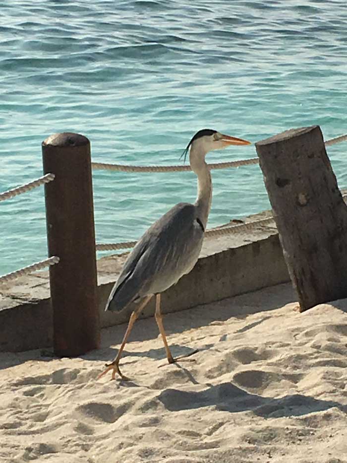 Maldive con i bambini