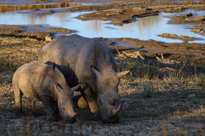 Safari con i bambini animali